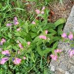 Echium rosulatum Blatt