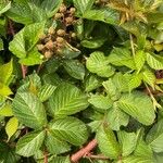 Rubus vestitus Frunză