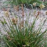 Fimbristylis autumnalis Habit