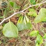 Dalbergia ecastaphyllum Habit