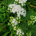 Ageratina aromatica Λουλούδι