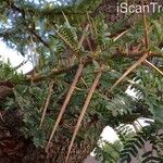 Vachellia robusta Hábitos