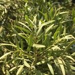 Podocarpus falcatus 葉
