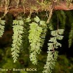 Hymenophyllum tunbrigense Diğer