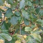 Parrotia persica Φύλλο