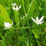 Ornithogalum umbellatumBlomma