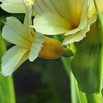 Sisyrinchium striatum Flower