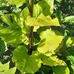 Cardiocrinum giganteum Blatt