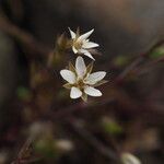 Sabulina tenuifolia Çiçek