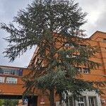 Cedrus atlanticaPokrój