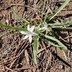 Leucocrinum montanum Leaf