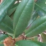 Rhododendron degronianum Blatt