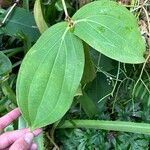 Medinilla speciosa 葉