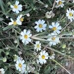 Melampodium leucanthum Кветка