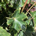 Begonia heracleifolia 叶