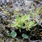 Androsace obtusifolia Likasa