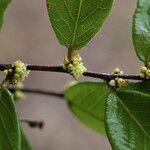 Bridelia cathartica Flor