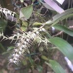 Bulbophyllum schimperianum Hábito