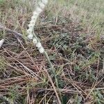 Spiranthes spiralisКвітка