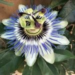 Passiflora caeruleaBlodyn