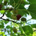 Morus nigra Fruit