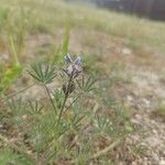 Lupinus bicolor Flower