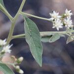 Gymnanthemum amygdalinum Blüte