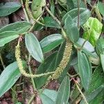 Peperomia macrostachyos Blad