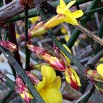 Jasminum nudiflorum Flower