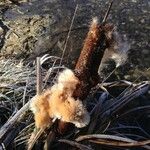 Typha latifolia Плод