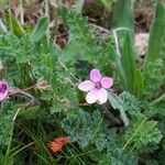 Erodium cicutariumBlüte