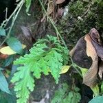 Selaginella moellendorffii Leaf