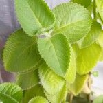 Plectranthus amboinicus Leht