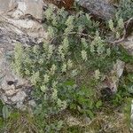 Salix pyrenaica Λουλούδι