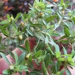 Pectis prostrata Otro
