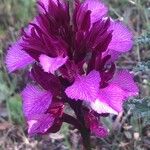 Anacamptis papilionacea Flor