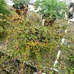 Ceratostigma griffithii Tervik taim