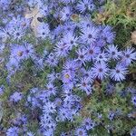 Symphyotrichum oblongifolium फूल