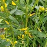 Genista tinctoria List