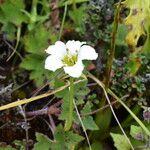 Parnassia nubicola عادت