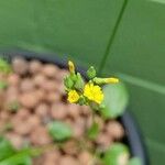 Youngia japonica Kvet