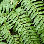 Dicksonia antarctica 葉