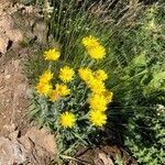 Hieracium villosum Blüte