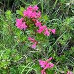 Rhododendron hirsutumVirág