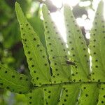 Arthropteris palisotii Leaf
