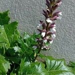 Acanthus mollis Агульны выгляд