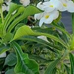 Plumeria pudica Blüte