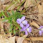 Viola pedata Flower