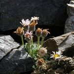 Erigeron vagus Hábito