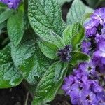 Heliotropium arborescens List